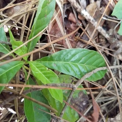 Psychotria nervosa