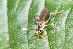 Cratichneumon annulatipes