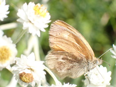 Coenonympha california