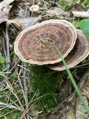 Coltricia cinnamomea