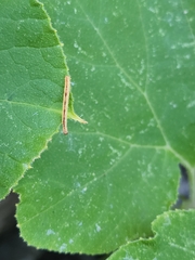 Eupithecia miserulata
