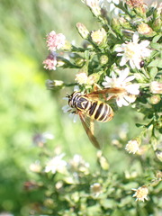 Spilomyia longicornis