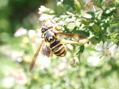 Spilomyia longicornis