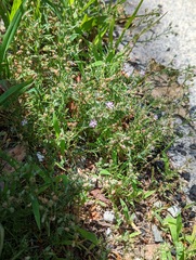 Spergularia rubra