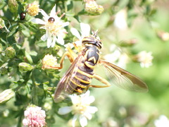 Spilomyia longicornis
