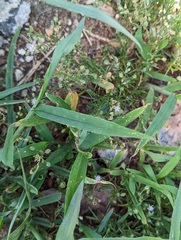 Spergularia rubra
