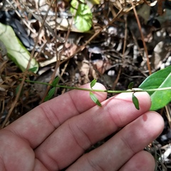 Orthosia