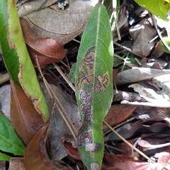 Geobalanus oblongifolius