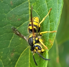 Vespula pensylvanica