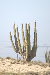 Pachycereus pringlei