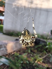 Neoscona orizabensis