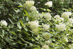 Hydrangea paniculata