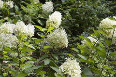 Hydrangea paniculata
