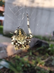 Neoscona orizabensis