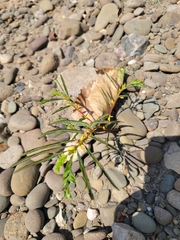 Chamaecrista nictitans