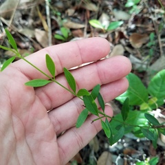 Orthosia