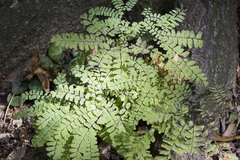 Adiantum pedatum