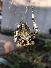 Neoscona orizabensis