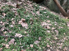 Tradescantia fluminensis