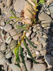 Chamaecrista nictitans