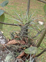 Tillandsia incarnata