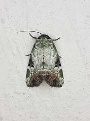 Chytonix elegans