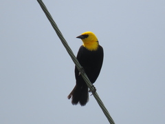 Chrysomus icterocephalus