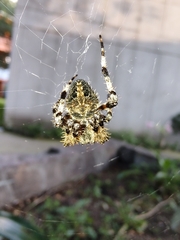 Neoscona orizabensis