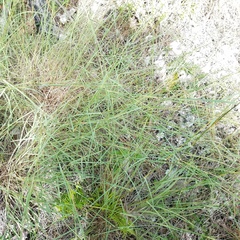 Schizachyrium