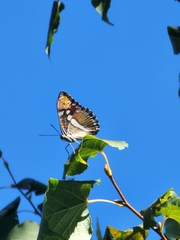Adelpha californica