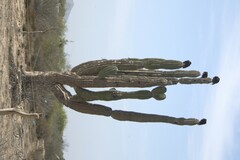 Pachycereus pringlei