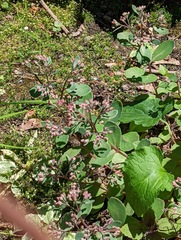 Hylotelephium telephium