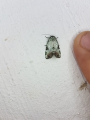 Chytonix elegans