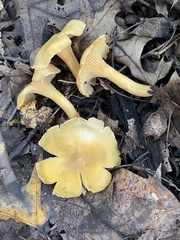 Cantharellus