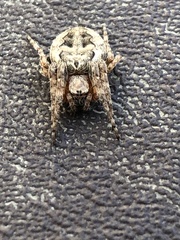 Larinioides cornutus