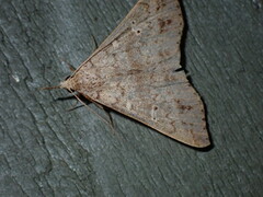 Renia flavipunctalis