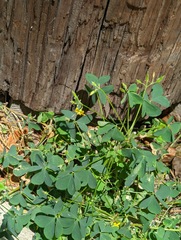 Oxalis stricta