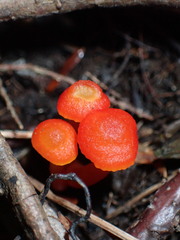 Hygrocybe cantharellus
