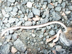 Peromyscus maniculatus