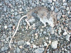 Peromyscus maniculatus