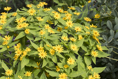 Helianthus divaricatus