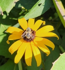 Eristalis stipator
