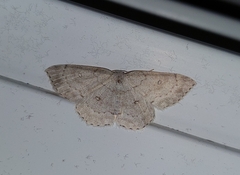 Cyclophora pendulinaria