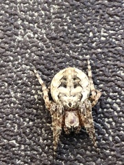 Larinioides cornutus