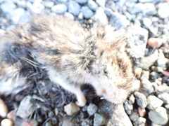 Peromyscus maniculatus