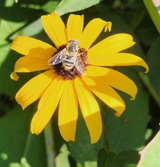 Eristalis stipator