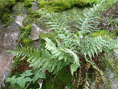 Dryopteris marginalis