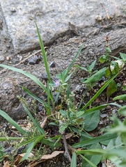 Spergularia rubra