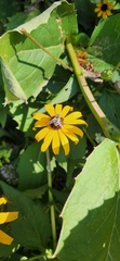 Eristalis stipator
