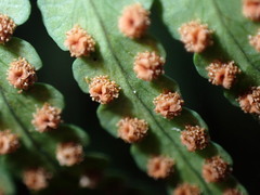 Dryopteris marginalis